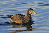 Northern Giant-Petrelborder=